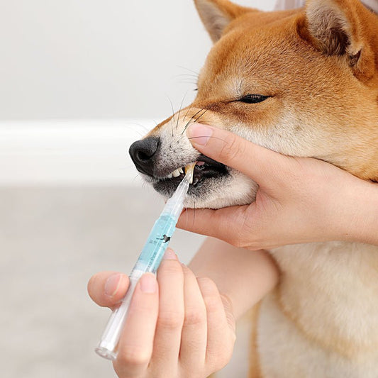 Pet Teeth Repairing Kit For Dog Cat Teeth Cleaning Pen Kit - Auto Furnish